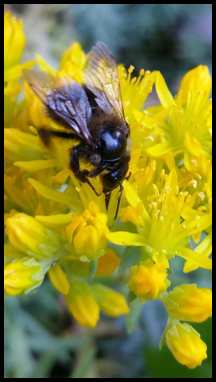 fleißiges Bienchen