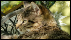 Kater Henry