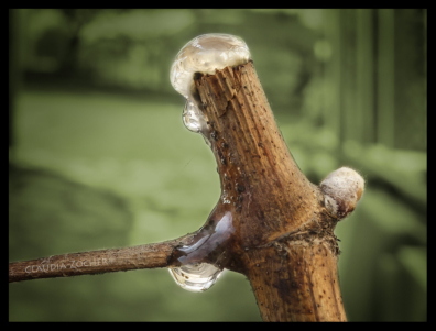 Die Weinrebe erwacht aus ihrem Winterschlaf