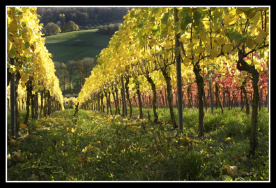 Weinberge über Markelsheim im Herbst