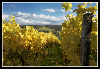 Weinberge über Markelsheim